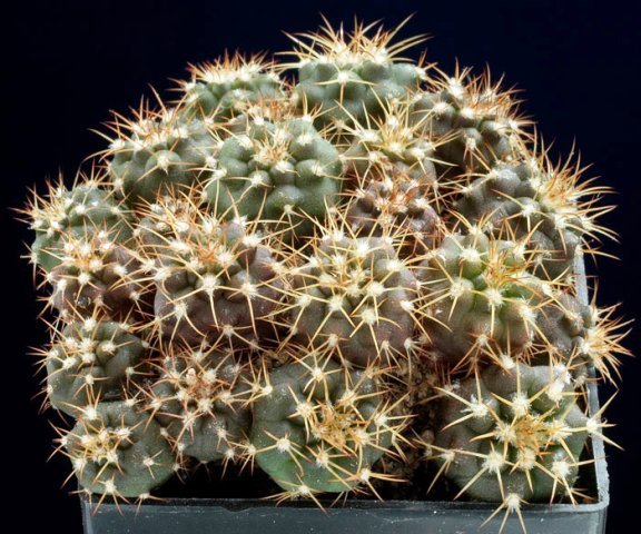 Discocactus_bonitoensis